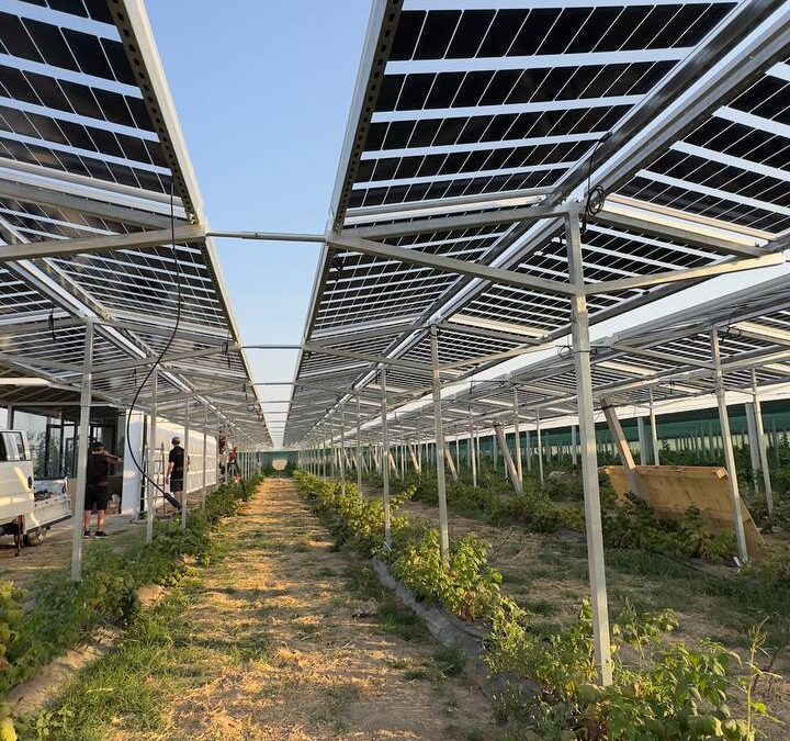 50kw/p Agrivoltaics commissioned in Gulestan, Uzbekistan