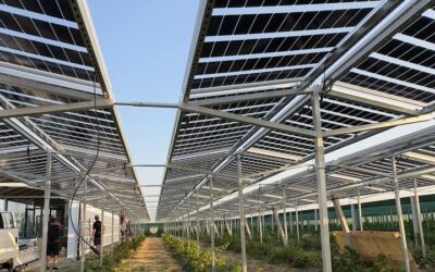 50kw/p Agrivoltaics commissioned in Gulestan, Uzbekistan