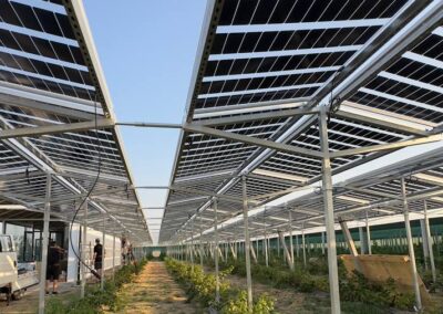 50kw/p Agrivoltaic, Gulistan